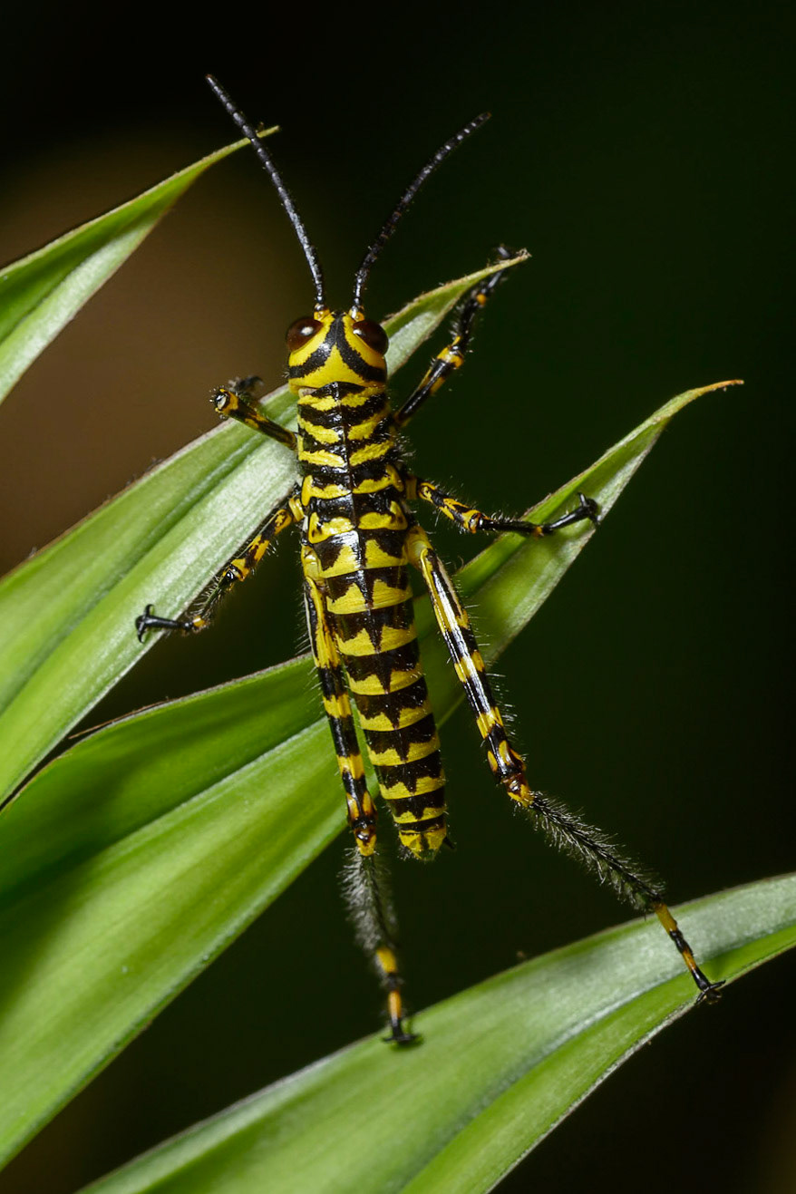 Giant Red-winged Grasshopper, tropidacris cristata dux