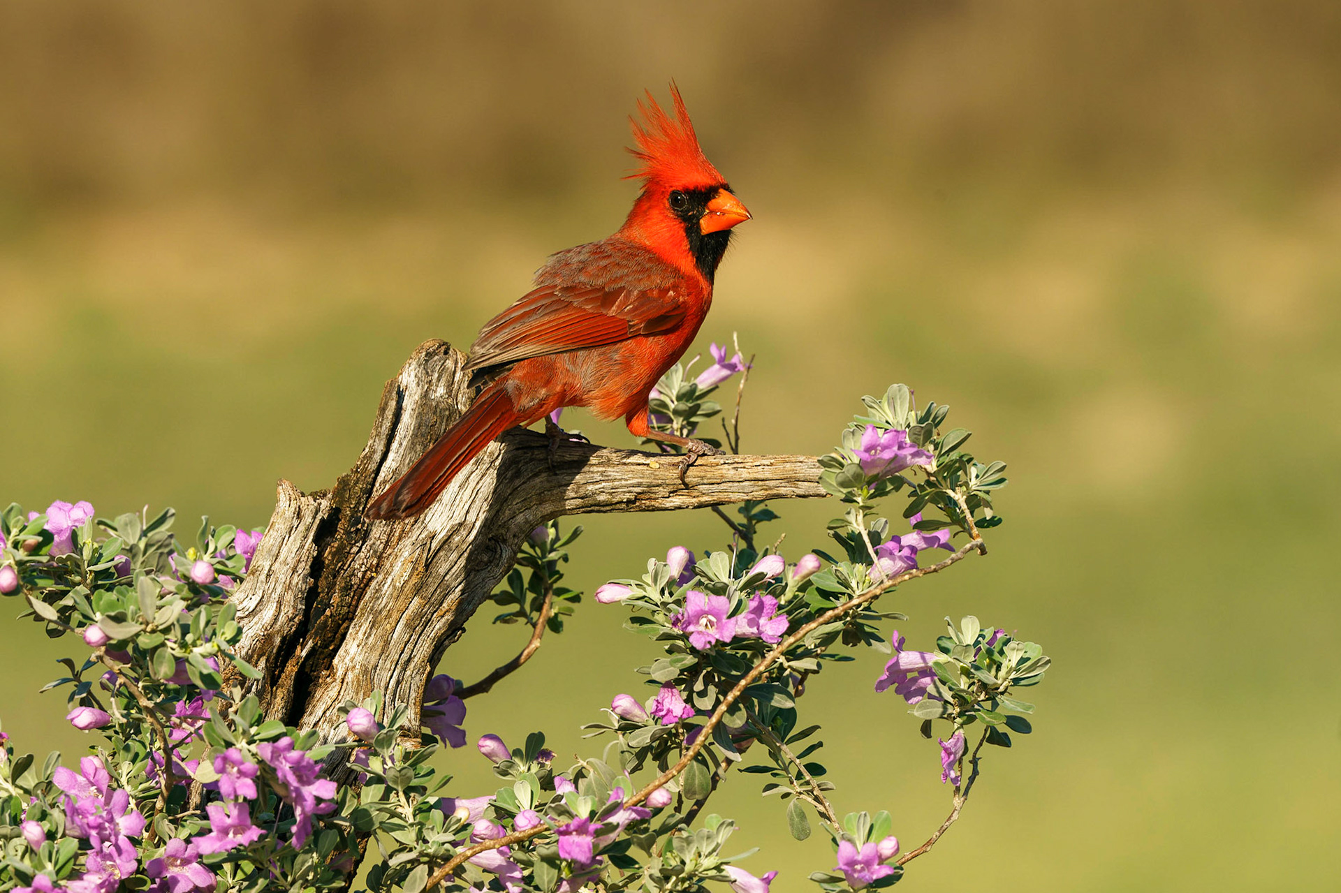 Northern Cardinal, Cardinalis cardinalis
