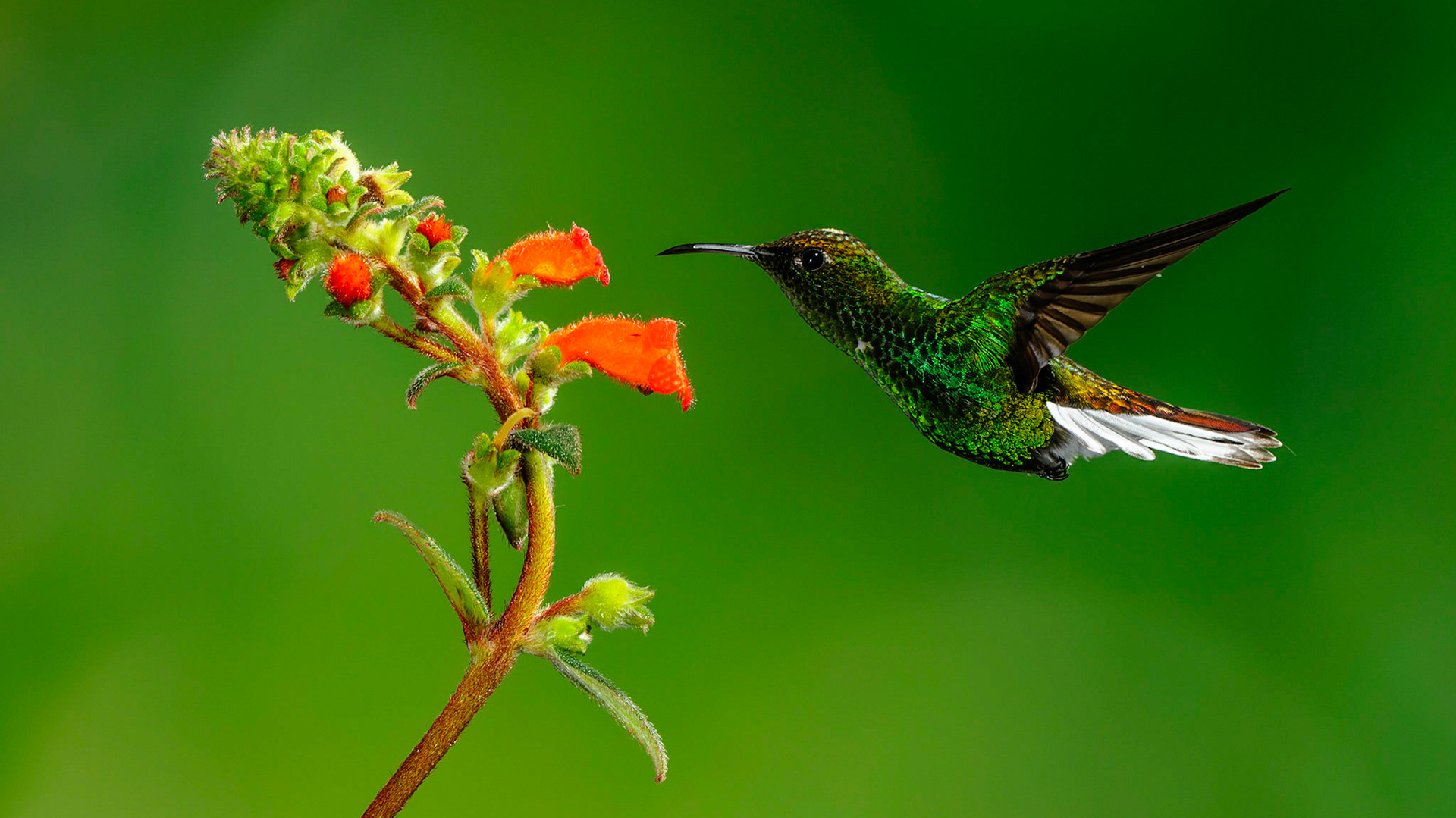 Coppery-headed Emerald, Elvira cupreiceps