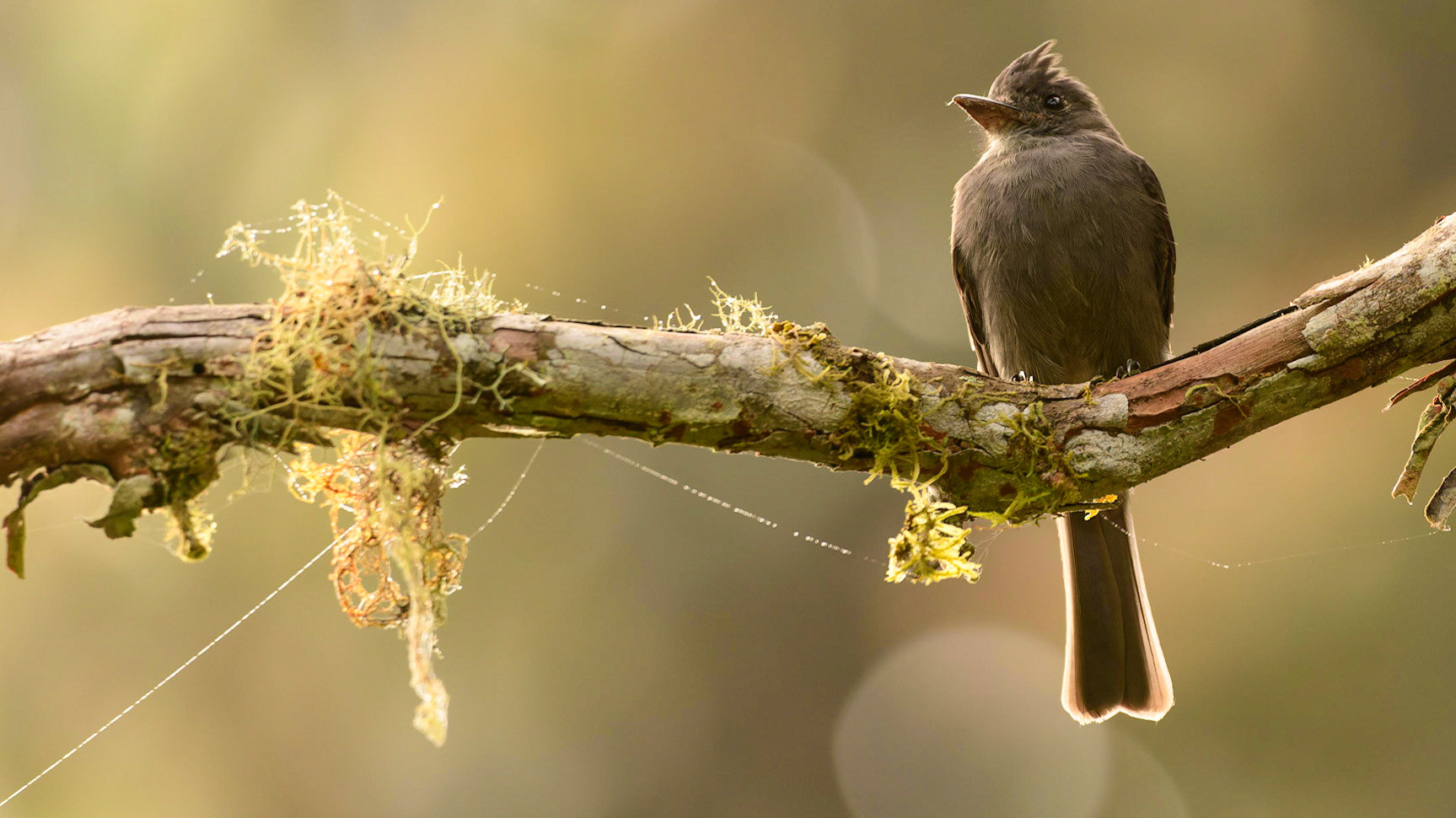 Smoke-colored Pewee, Contopus fumigatus
