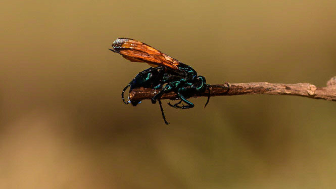 Thisbe's Tarantula-hawk Wasp, Pepsis thisbe