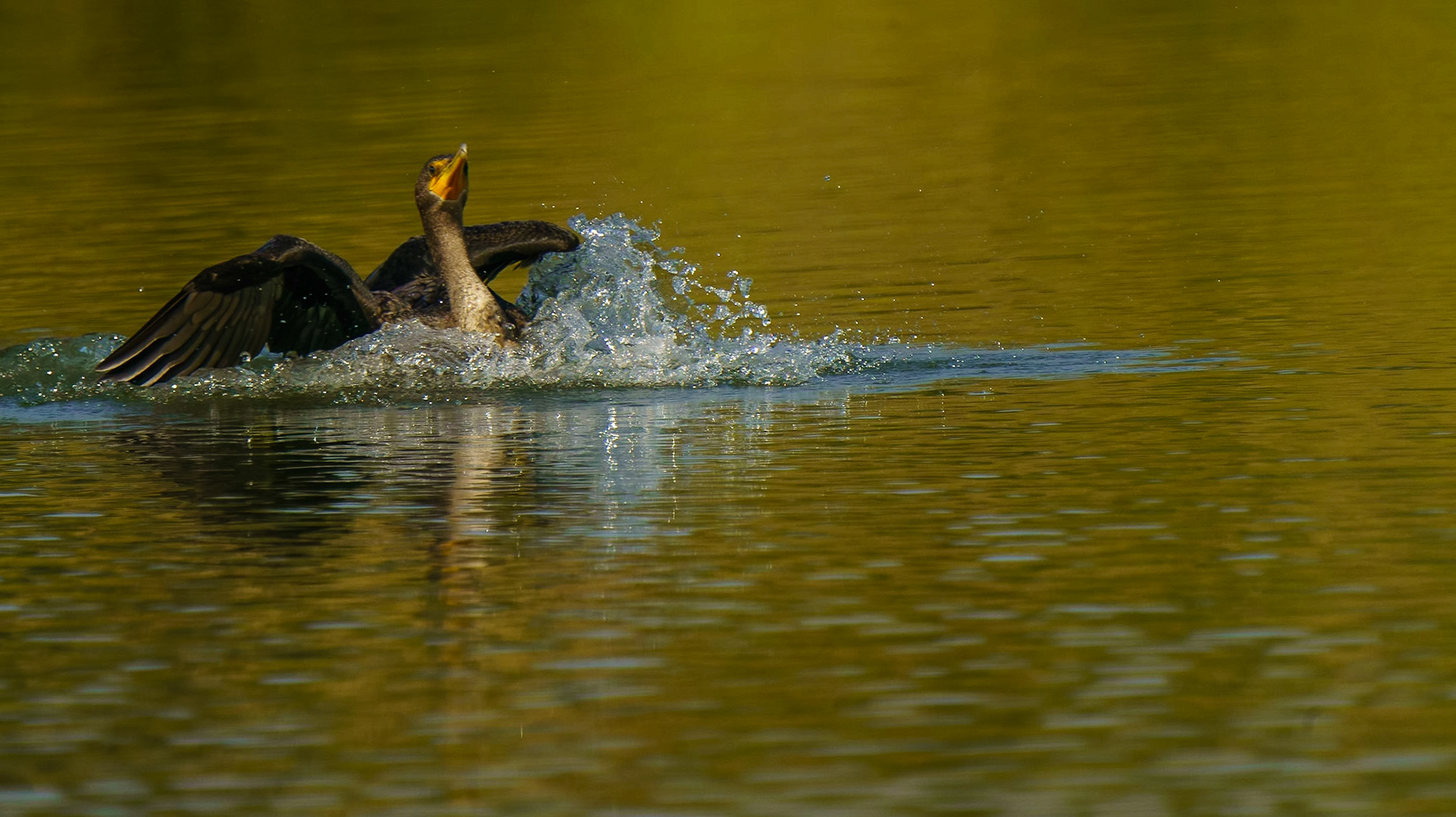 Double-crested Cormorant (Female), Nannopterum auritum