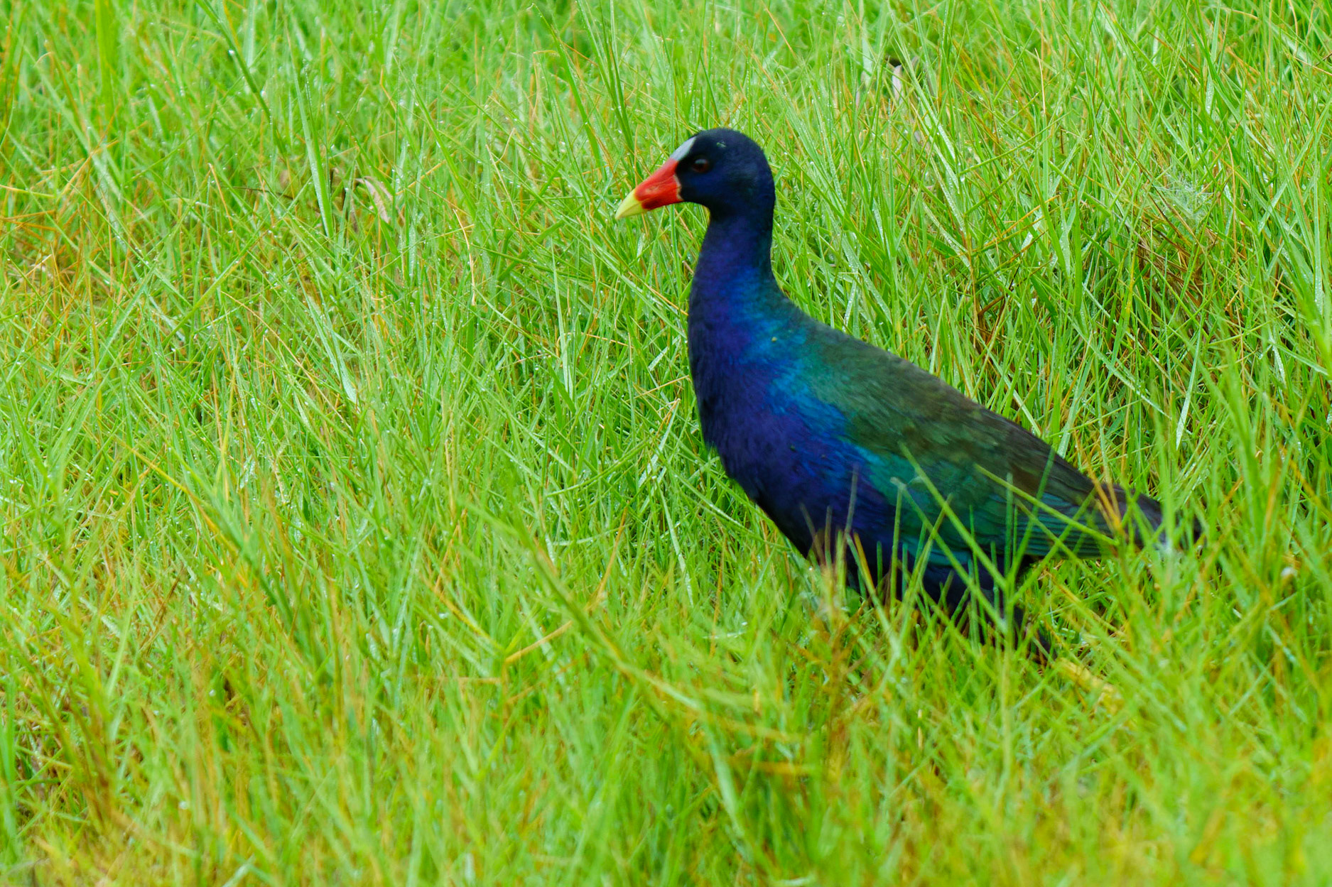 Purple Gallinule, Porphyrio martinica