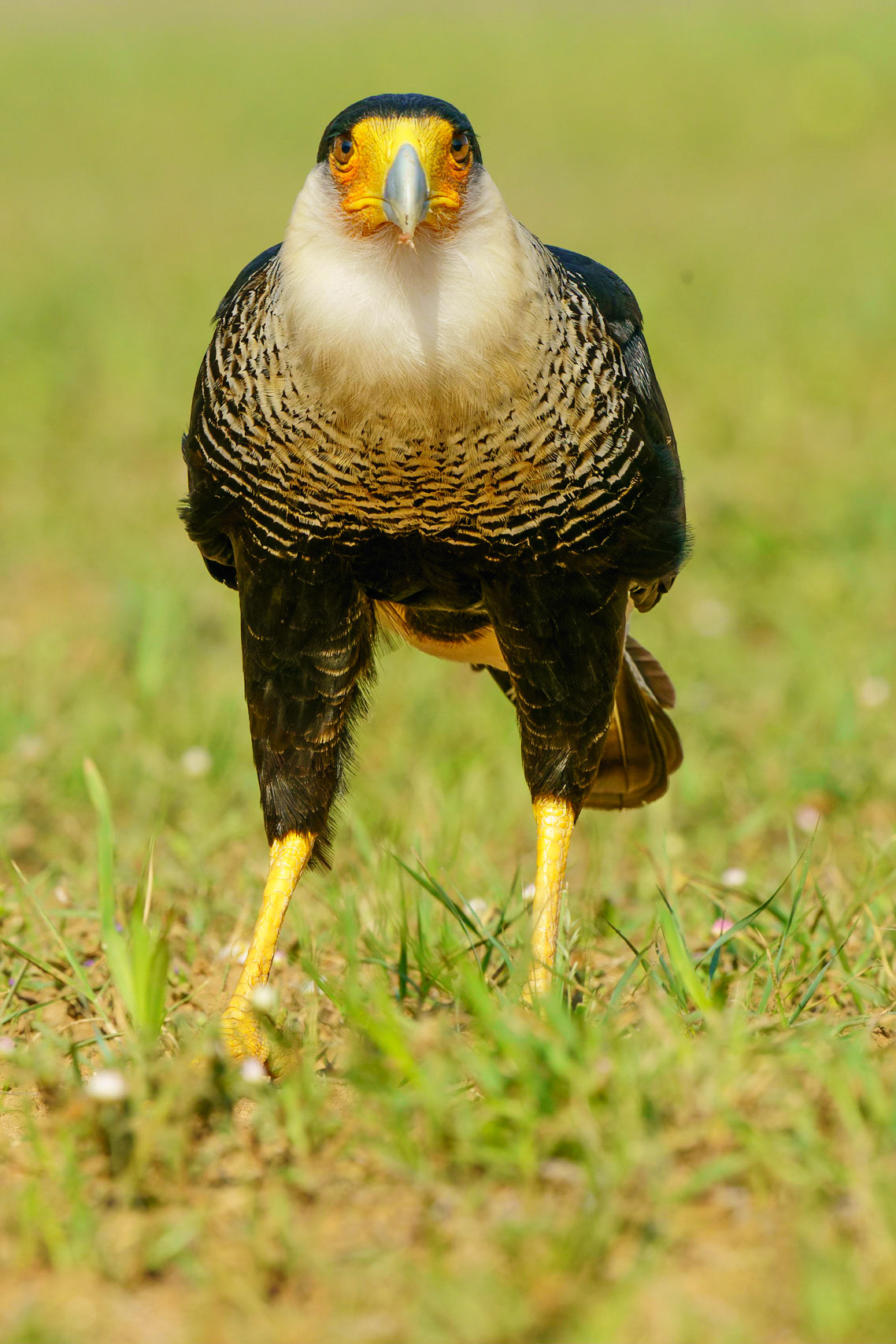 Crested Caracara, Caracara cheriway
