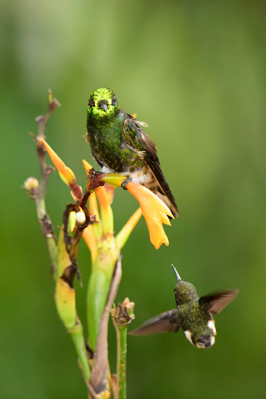 Buff-tailed Coronet, Boissonneaua flavescens