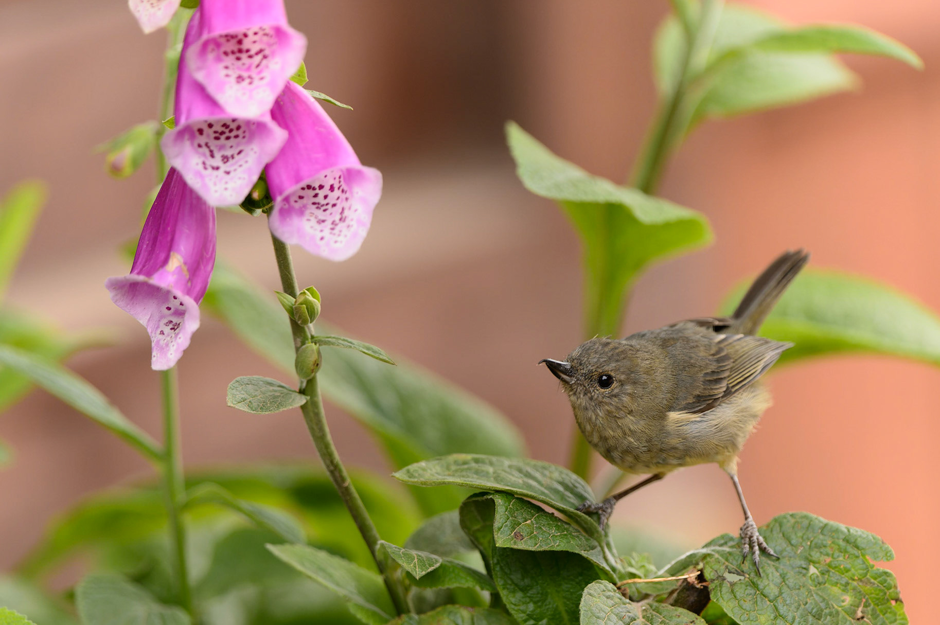Slaty Flowerpiercer,  Diglossa plumbea
