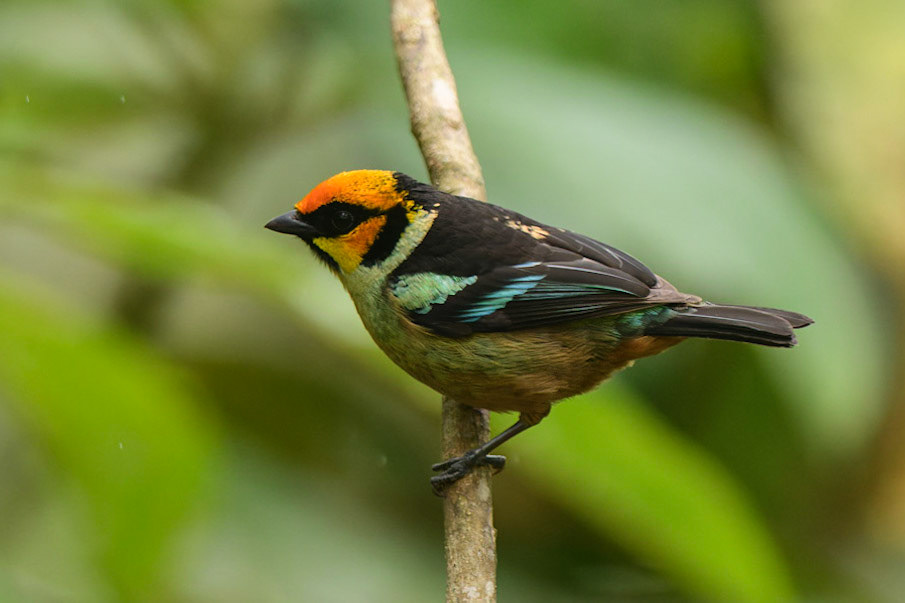 Flame-faced Tanager, Tangara parzudakii
