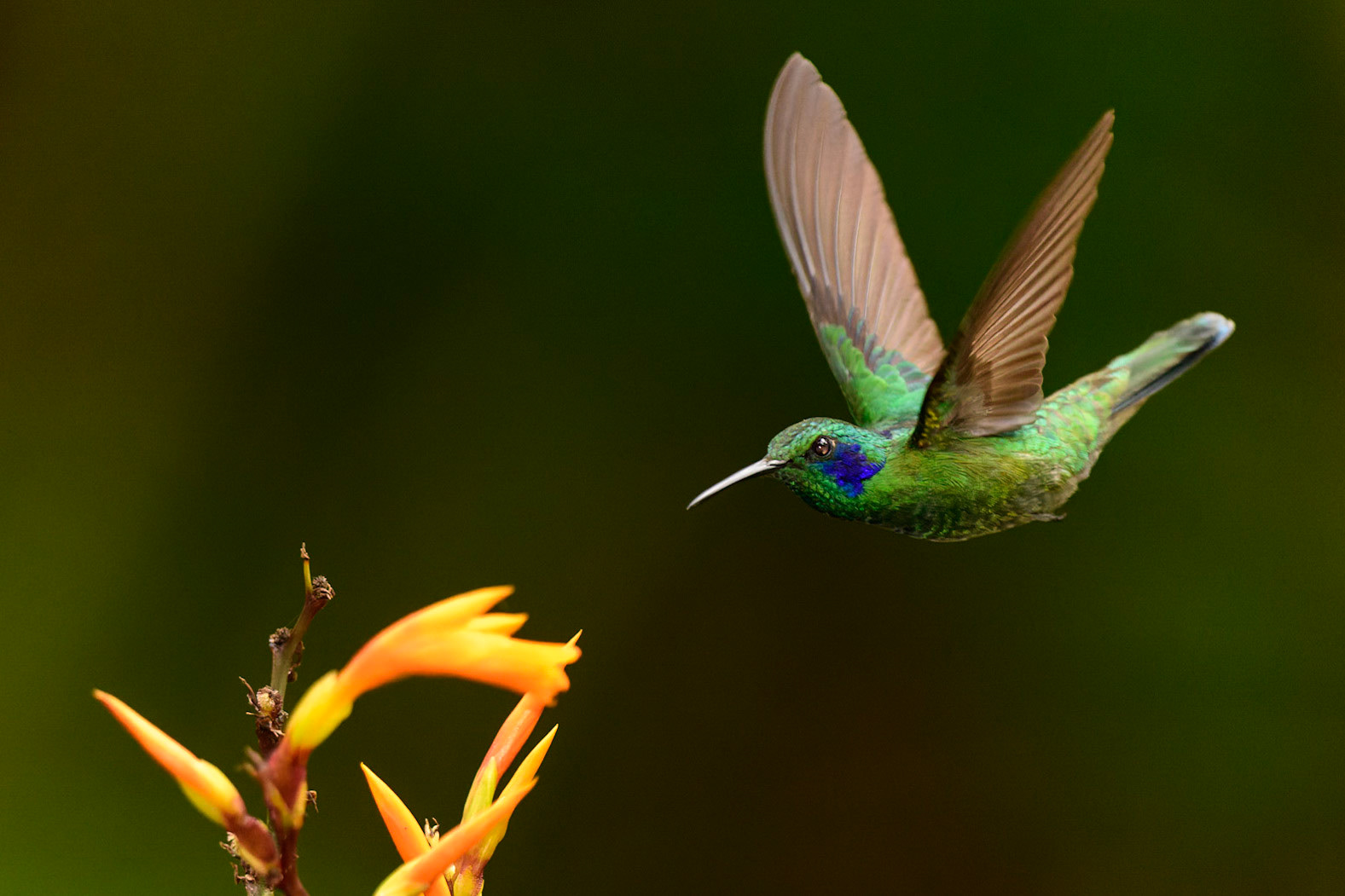 Lesser Violetear, Colibri cyanotus