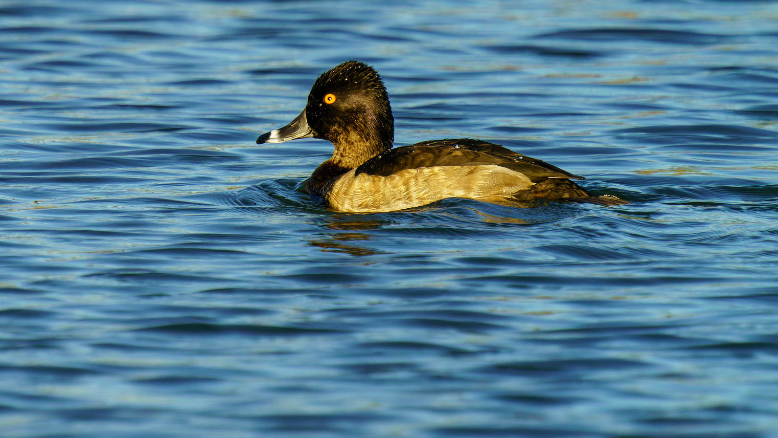 Ring-necked Duck, Aythya collaris