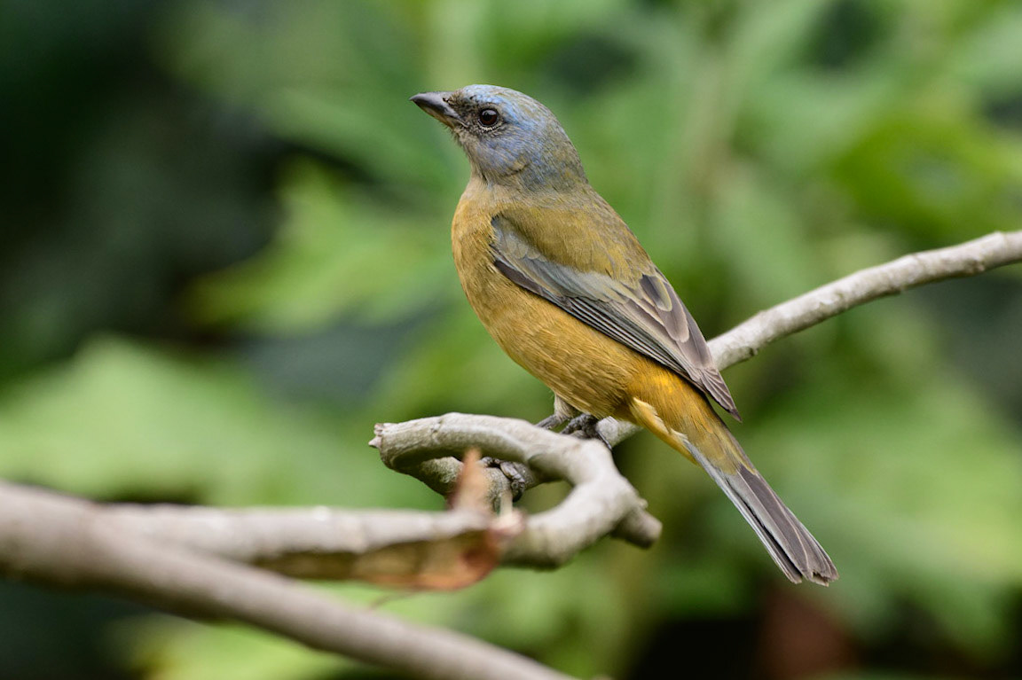 Blue-and-yellow Tanager, Pipraeidea bonariensis