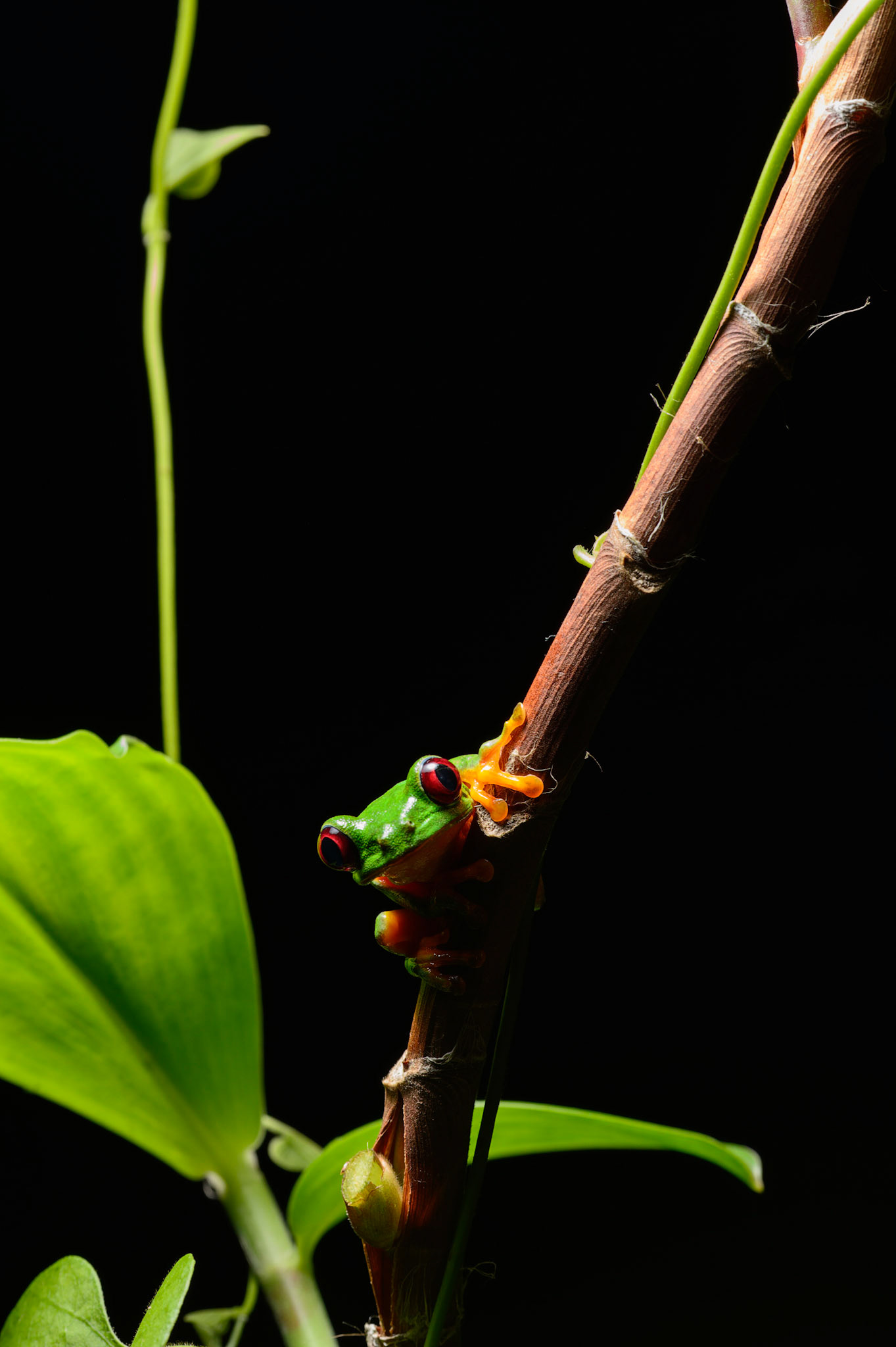 Red-eyed-Tree Frog, Agalychnis callidryas