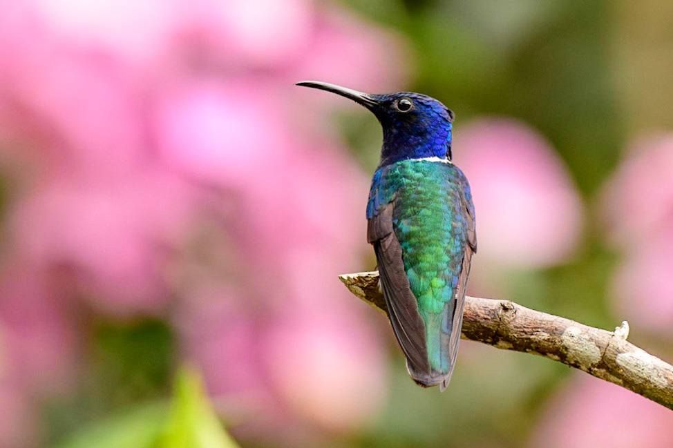 White-necked Jacobin, Florisuga mellivora. Also Great Jacobin or Collared Hummingbird
