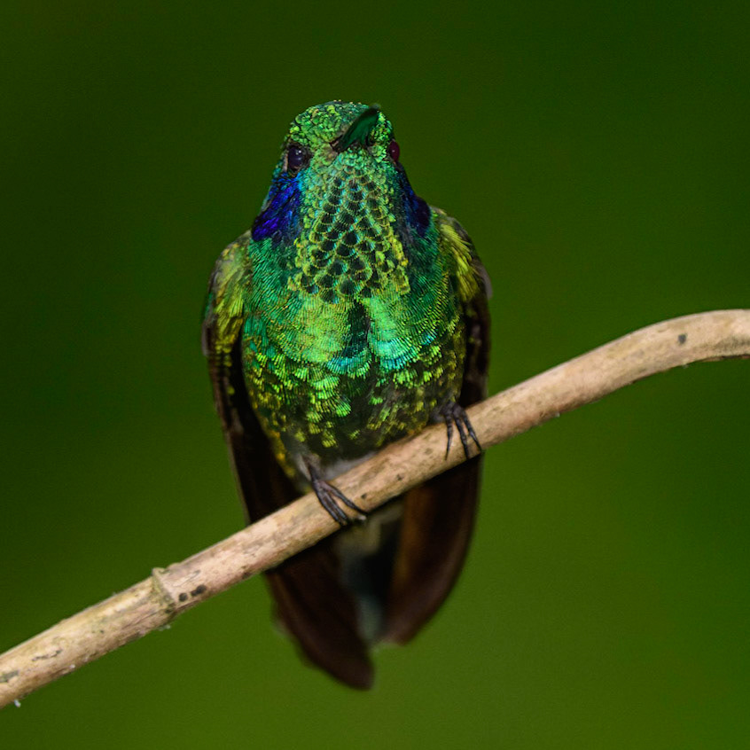 Lesser Violetear, Colibri cyanotus
