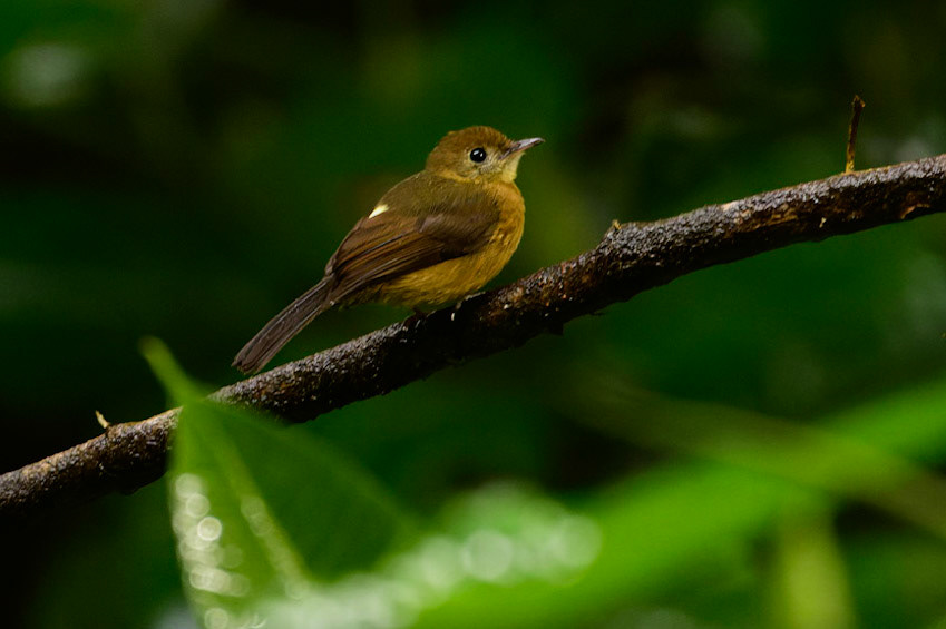 Tawny-breasted FlycatcherMyiobius villosus