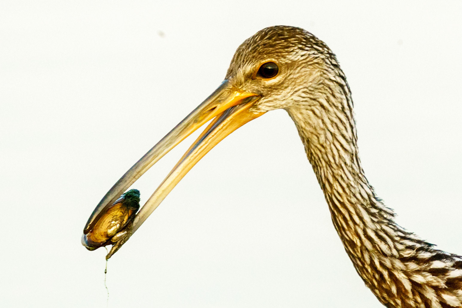 Limpkin, Aramus guarauna