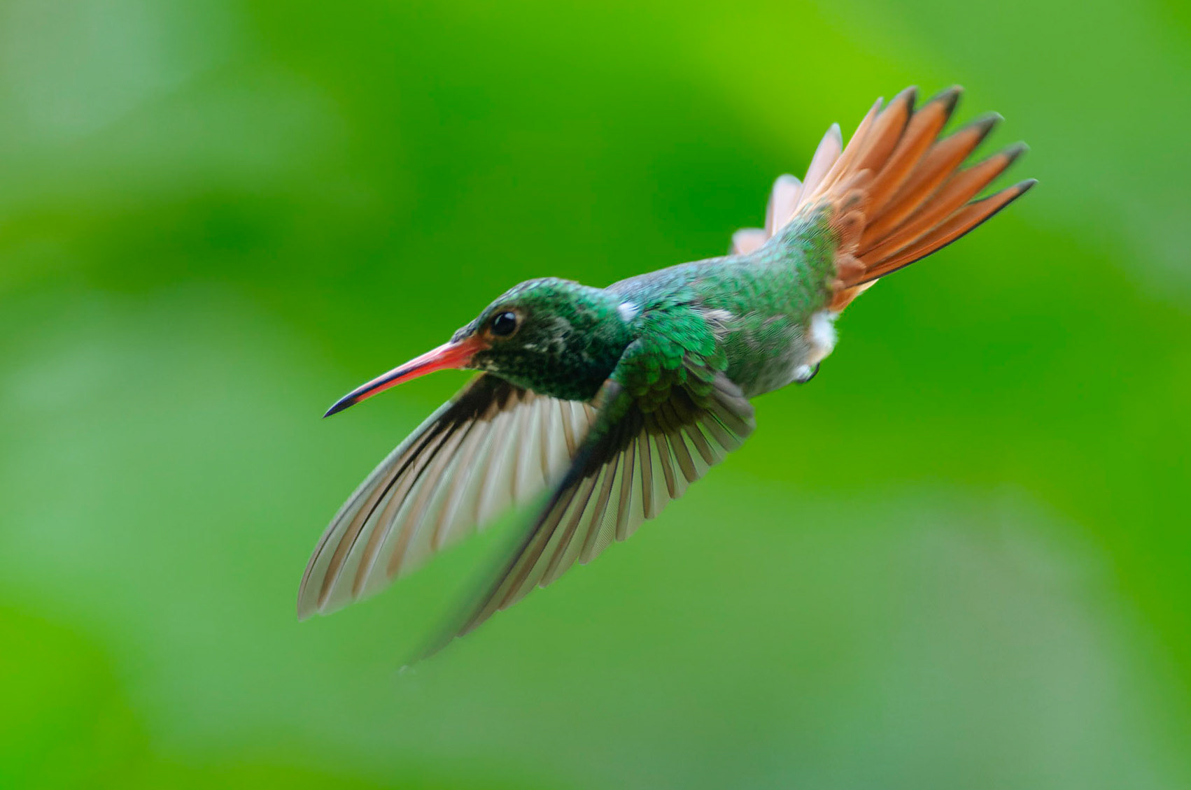 Rufous-tailed Hummingbird, Amazilia tzacatl