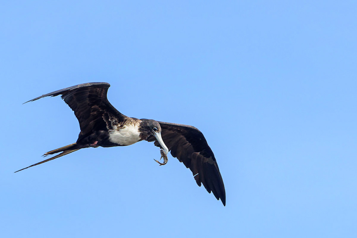 Magnificent Frigatebird