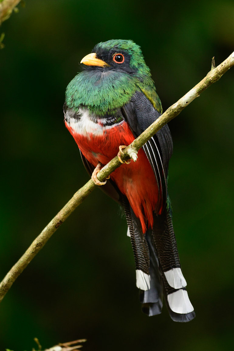 Black-tailed Trogon, Trogon melanurus