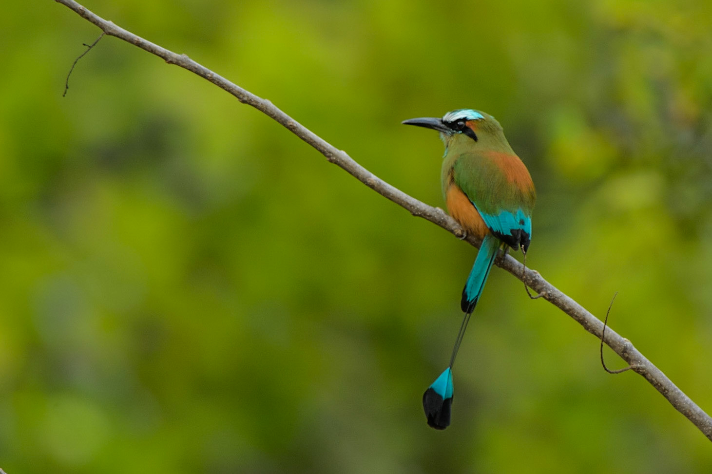 Blue-crowned Motmot, Momotus momota