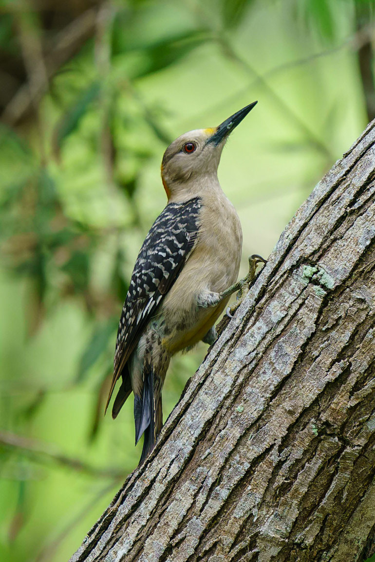 Golden-fronted Woodpecker, Melanerpes aurifrons