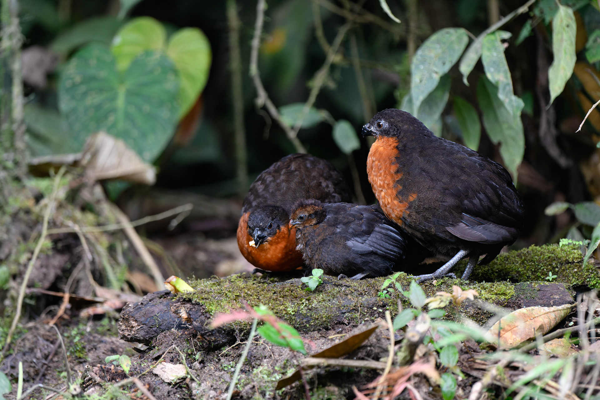 Dark-backed (Choco) Wood-Quail, Odontophorus melanonotus