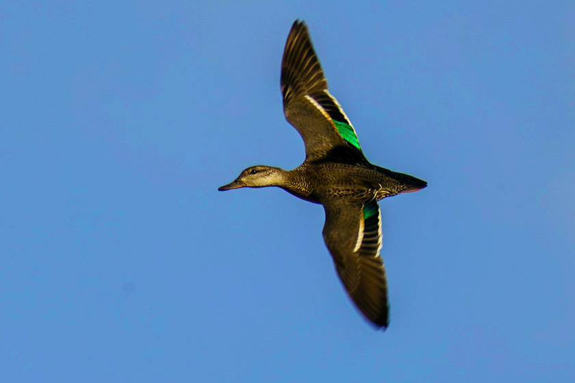 Green-winged Teal (Male), Anas crecca