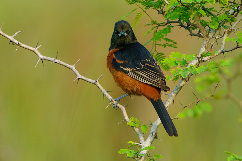 Orchard Oriole, Icterus spurius