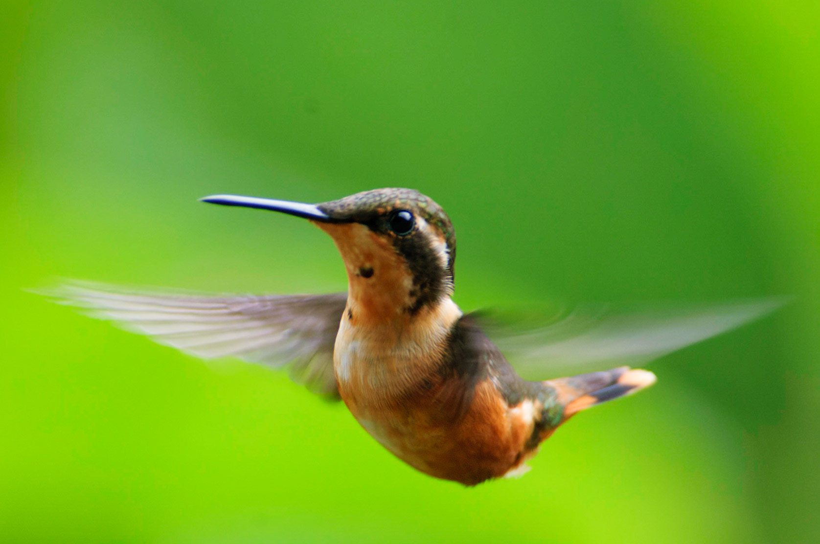 Gorgeted Woodstar, Chaetocercus heliodor