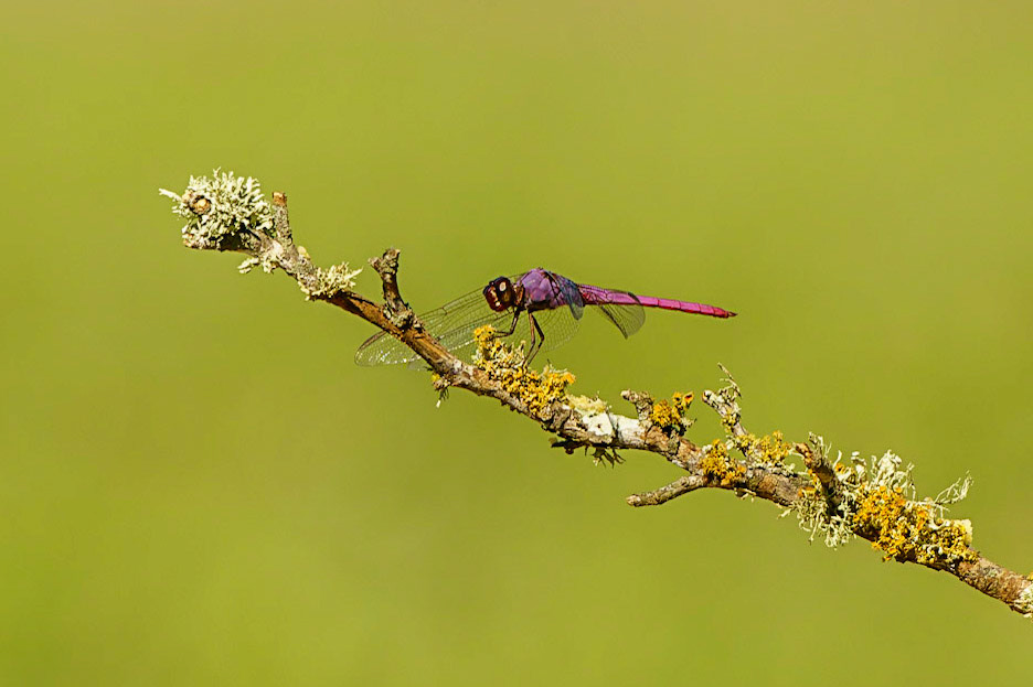 Roseate Skimmer, Orthemis ferruginea