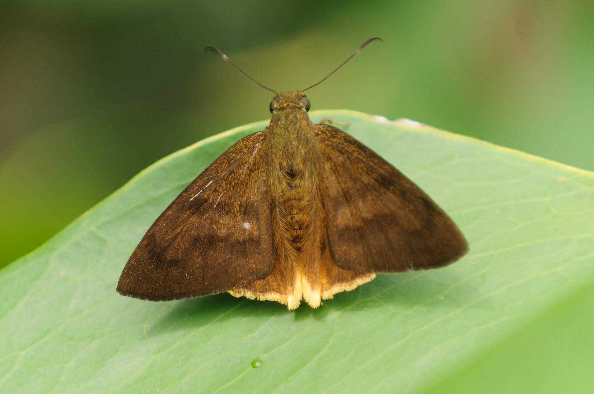 Yellow-tipped Flasher, Astraptes anaphus