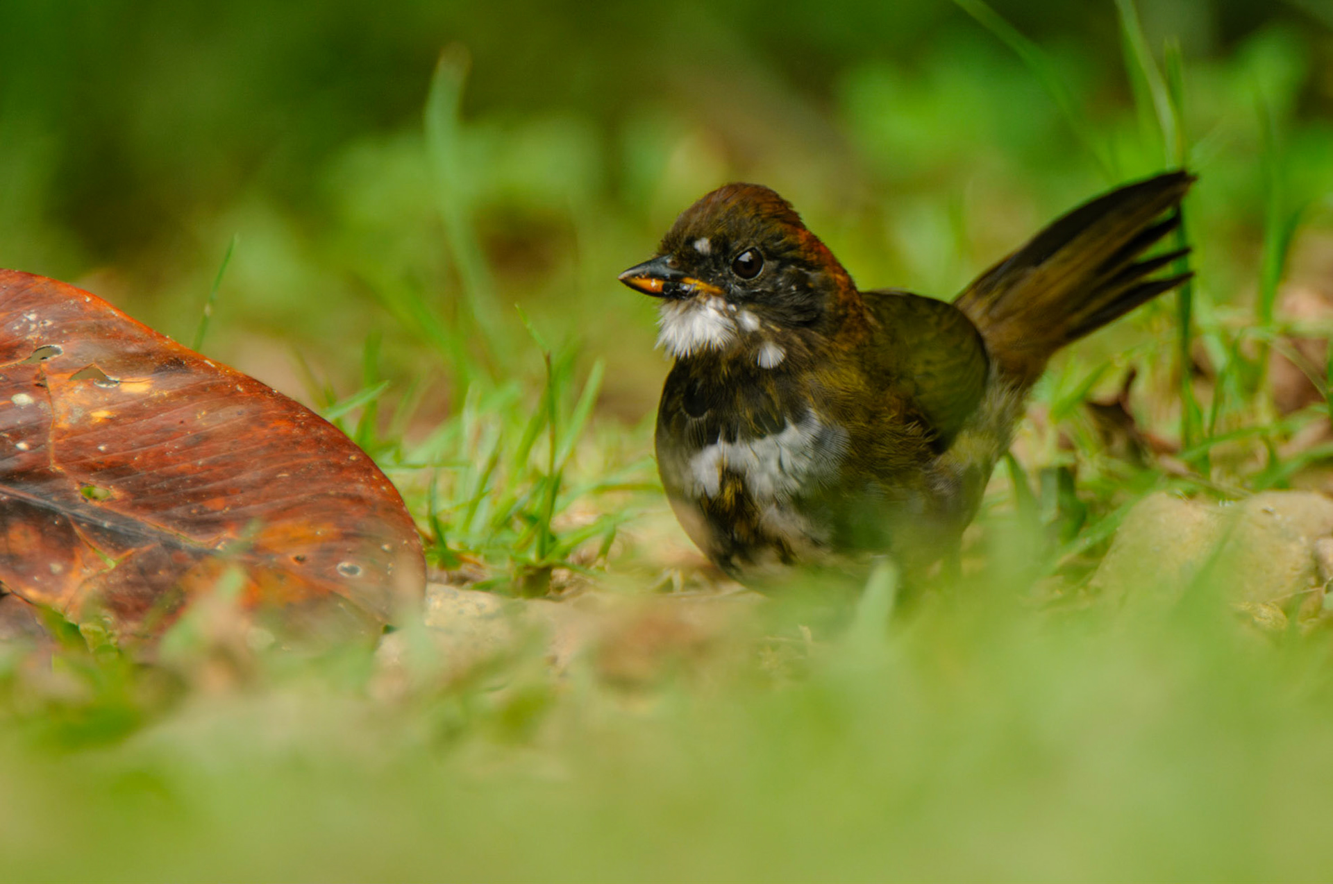 Chestnut-capped Brushfinch (Plain-breasted), Arremon brunneinucha apertus