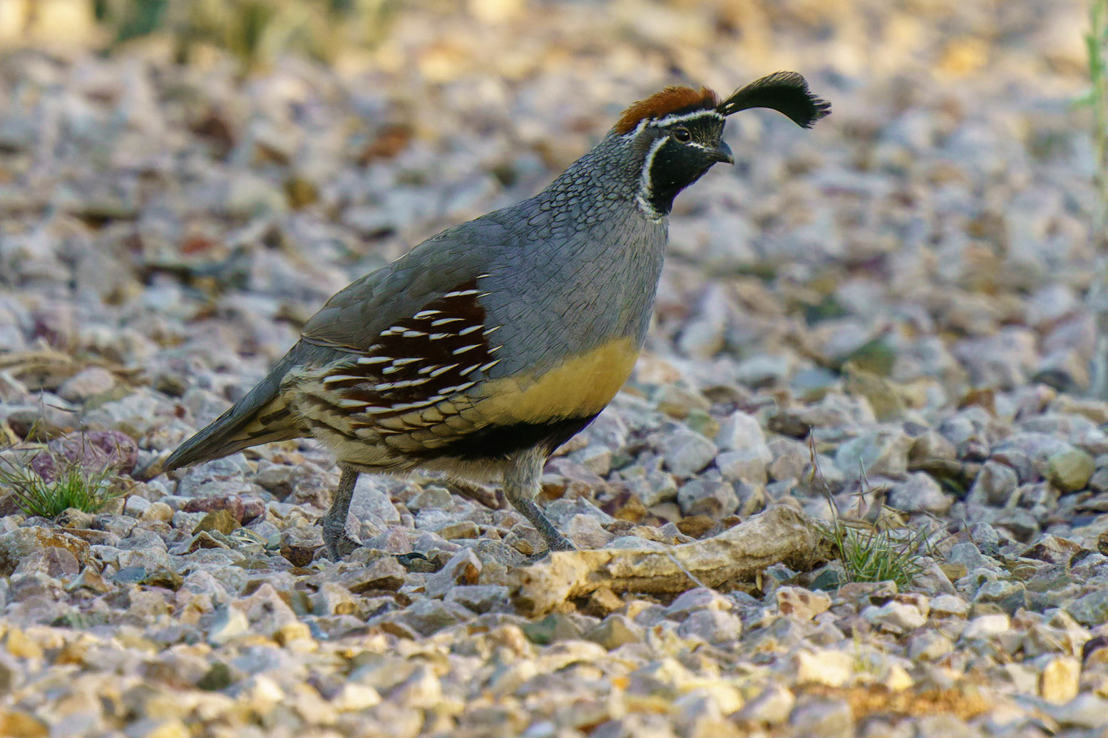 Gambel's Quail, Callipepla gambelii