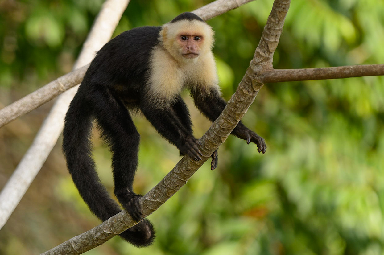 Panamanian white-faced capuchin, Cebus imitator