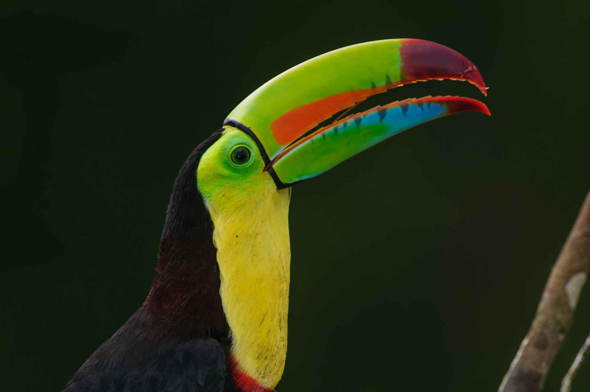 Keel-billed Toucan, Ramphastos sulfuratus. Also Sulfer-breasted or Rainbow-billed Toucan