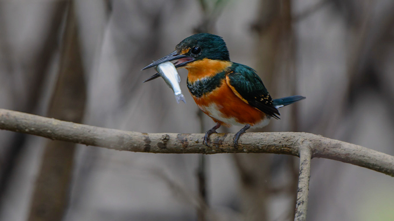 American Pygmy Kingfisher, Chloroceryle aenea