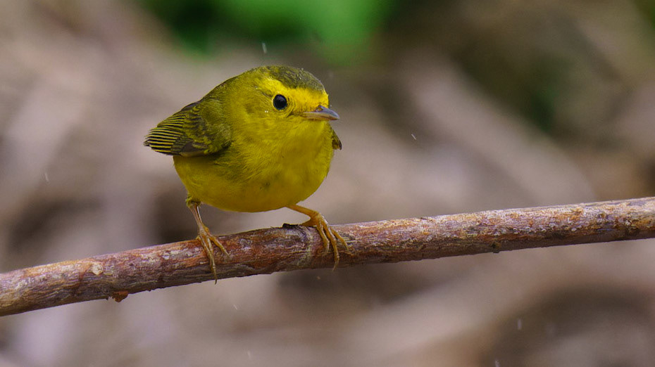Wilson's Warbler, Cardellina pusilla