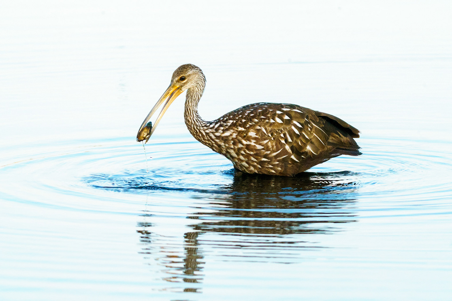 Limpkin, Aramus guarauna