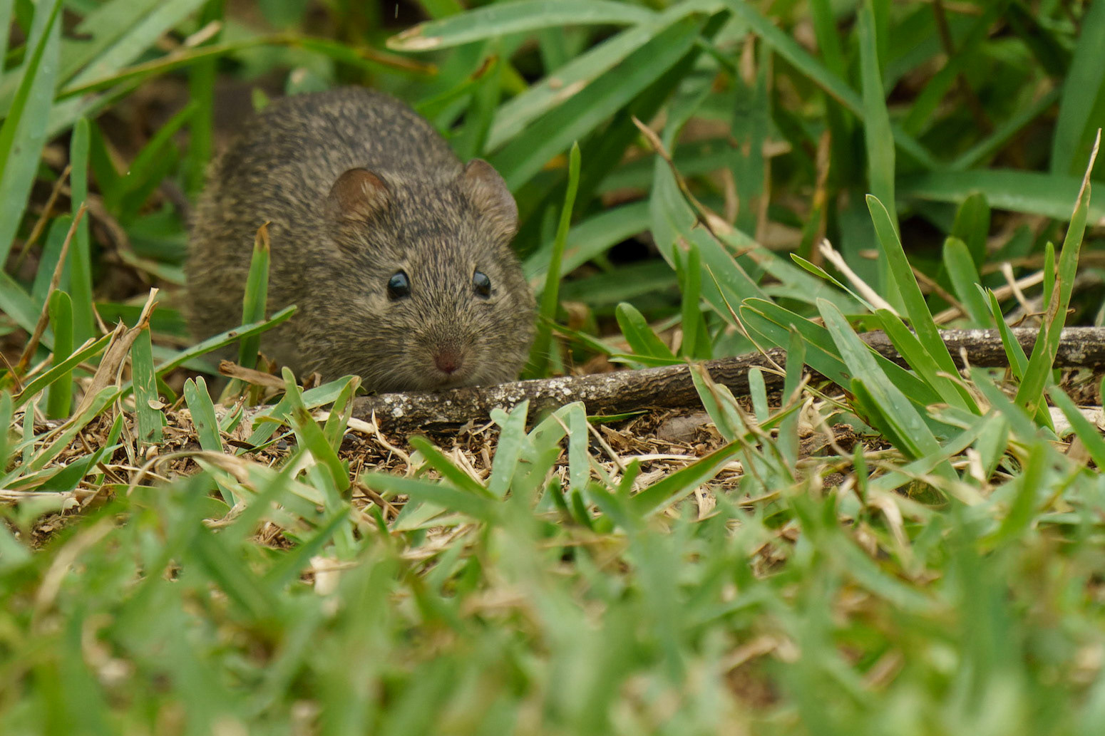 Hispid Cotton Rat, Sigmodon hispidus