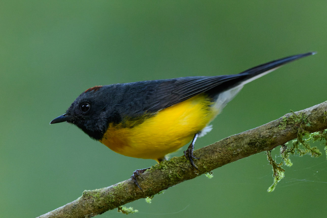 Slate-throated Redstart Myioborus miniatus