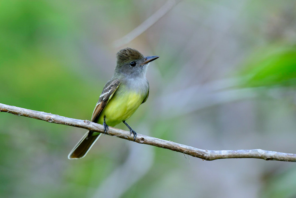 Great Crested Flycatcher, Myiarchus crinitus