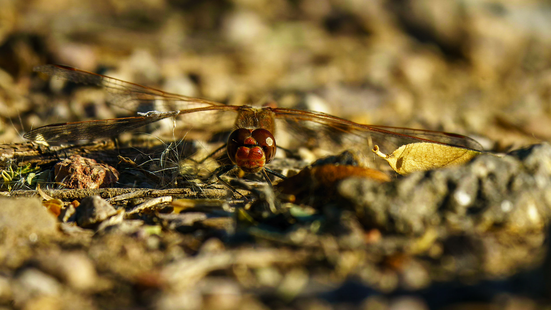 Variegated Meadowhawk, Sympetrum corruptum