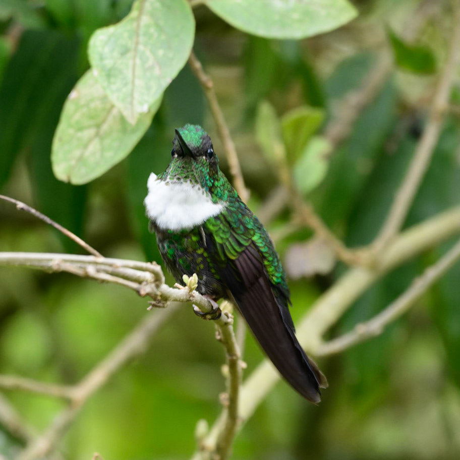 Collared Inca Coeligena torquata