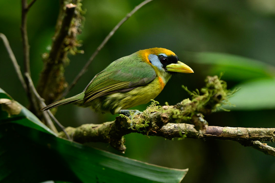 Red-headed Barbet, Eubucco bourcierii