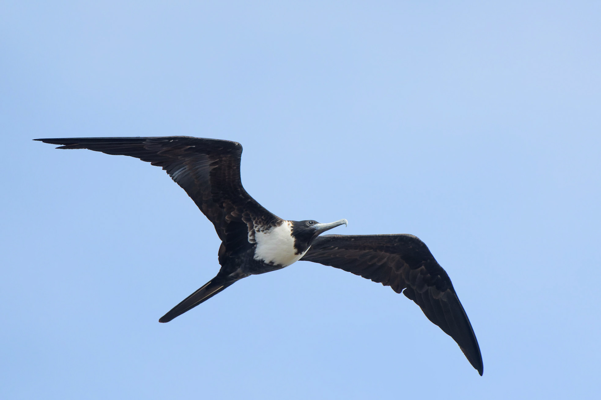 Magnificent Frigatebird, Fregata magnificens
