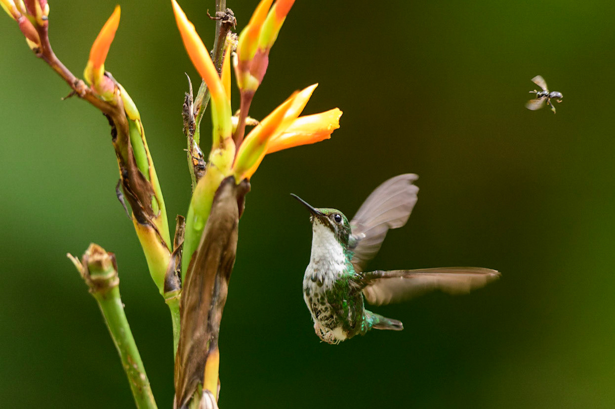 White-booted Racket-tail, Ocreatus underwoodii
