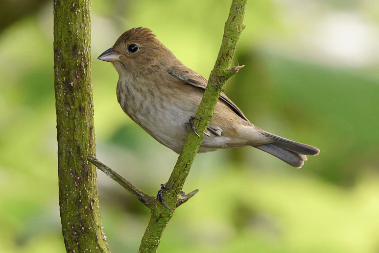 Indigo Bunting, Passerina cyanea