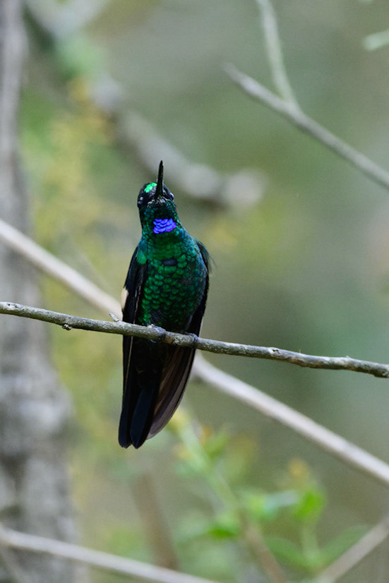 Buff-winged Starfrontlet, Coeligena lutetiae