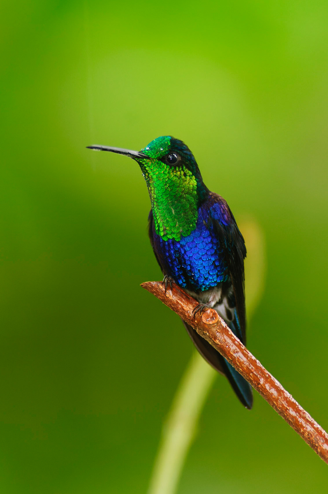 Green-crowned Woodnymph, Thalurania fannyi