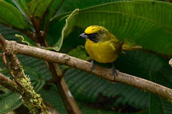 Thick-billed Euphonia, Euphonia laniirostris