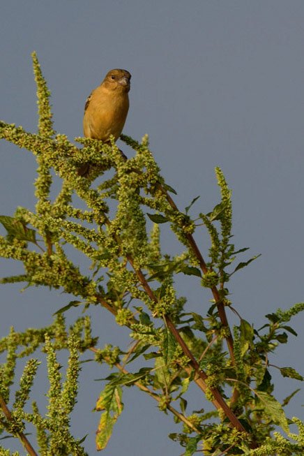 Morelet's Seedeater, Sporophila morelleti